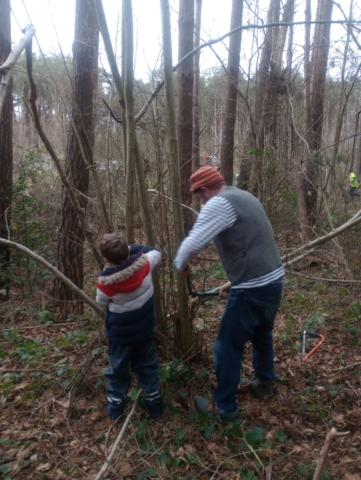 A Brighton Morris dancer and youngster in woodland cut hazel coppice to make sticks for the season after this one. The sticks take time to season.