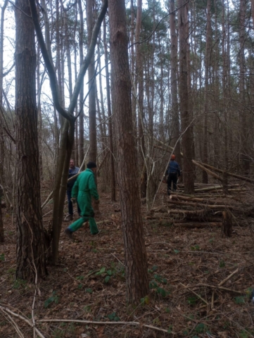 The Brighto Morris members walk through the pine woods, looking for some hazel to coppice for sticks.